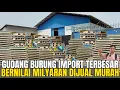 Download Lagu SIDAK‼️ GUDANG BURUNG IMPORT TERBESAR BERNILAI MILYARAN DIJUAL MURAH DI PASAR PRAMUKA‼️