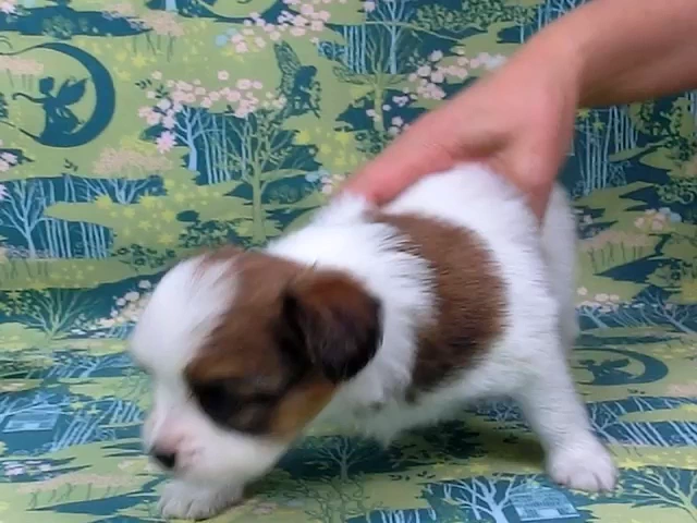 動画