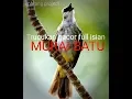 Download Lagu Trucukan full isian murai batu