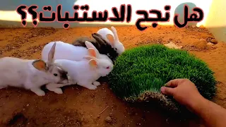 شلون تزرع شتلات الورد بنجاح من البذور نجحنا بتجربه استنبات الشعير تابع وياي خطوة بخطوة  شلون تزرع شتلات الورد بنجاح من البذور نجحنا بتجربه استنبات الشعير تابع وياي خطوة بخطوة