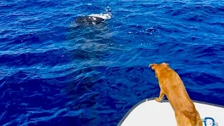 RARE WHALE SHARK OFF JUPITER FLORIDA – RAW FOOTAGE