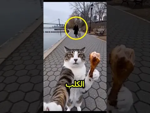 القط مياو عمل حركة صادمة عشان يتخلص من مضايقة الجارة😨🐱💥