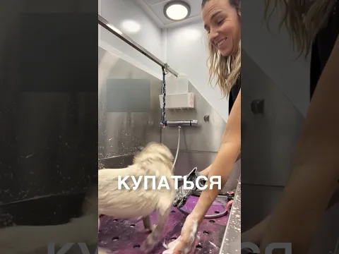 Пёсик любит купаться 😂 #истории #история #новости #новость #shorts