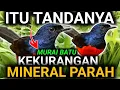 Lagu STOP !!! JANGAN DIBIARKAN MURAI BATU KEKURANGAN MINERAL | DRK MURAI BATU