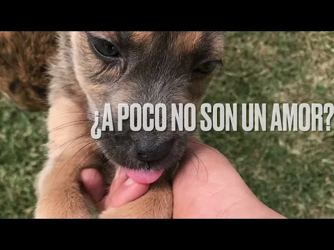 Download MP3 Lucky Dogs, el refugio de perritos en San Miguel de Allende y esperan una familia y un hogar