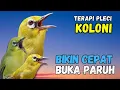 Terapi Pleci Koloni Ampuh Bikin Pleci Cepat Buka Paruh