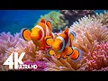 Download Lagu Aquarium 4k VIDEO (ULTRA HD)-Relaxing Music with Colorful Coral Reefs,Fish,and Stunning Ocean Scenes