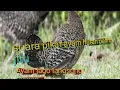 Download Lagu Suara pikat ayam hutan hijau untuk berburu yg sering di cari 😍