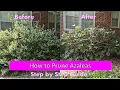 How and When To Prune Azaleas