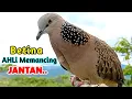 Download Lagu Suara TEKUKUR DERKUKU Betina Paling BERHASIL Memancing Burung Jantan
