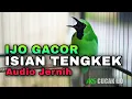Lagu MASTERAN CUCAK IJO ISIAN TENGKEK UDANG GACOR KASAR AUDIO JERNIH COCOK BUAT MATERI IJO LOMBA