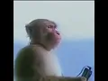 Download Lagu Lagu Kuntul - Kuntul Anjing