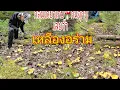 Download Lagu สวยงามพระราม🍄 เก็บกันมันมือจุกเลยจ้ากลุ่มเดียวหิ้ว🍄เดินจนตัวเอียง 15/7/2025