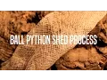 Ball Python Shed Process