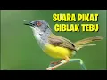 Download Lagu Suara Pikat Ciblek Tebu, Auto Nyaut Pakai Suara Ini