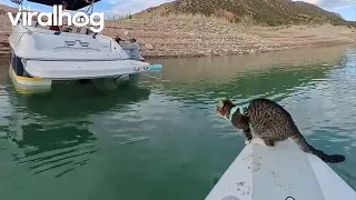 Cat Attempts a Long Jump From a Paddle Board || ViralHog