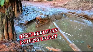 TEST KEKUATAN RAHANG BUAYA