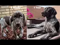 Watch My Puppy Grow 8 Weeks To 1 Year Compilation Bring Tissues German Shorthaired Pointer
