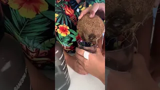Our Drinks Don’t Get Much Fresher Than This 🥥🌴