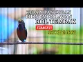 Download Lagu AMPUH ❗ KOLIBRI NINJA GACOR ROL TEMBAK ISIAN MEWAH COCOK UNTUK PANCINGAN KONIN BAHAN BIAR GACOR !!!