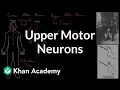 Upper motor neurons Organ Systems MCAT Khan Academy