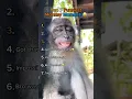 Download Lagu Top 7 Funniest Monkey Moments🤣 (You won’t believe!)