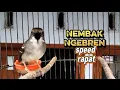 Download Lagu Ciblek semi dan ciblek kristal wajib pancing pakai suara ciblek kristal gacor nembak ngebren