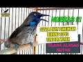 Download Lagu SUARA PIKAT PANCINGAN TEPUS TUNGGIR MERAH GACOR SUARA KHAS HUTAN ALASAN