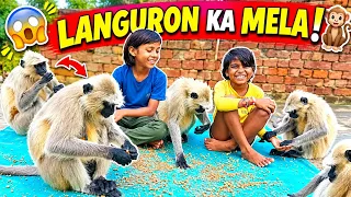 😱 Languron Ka Pura Jhund आया Chana Party करने! 🐒