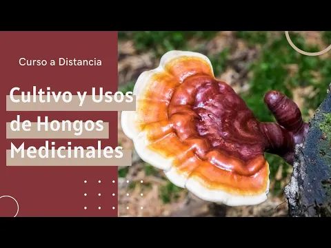 Download MP3 Cultivo y Usos de Hongos Medicinales :: Curso a Distancia