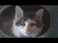Adoption fees waved at Nevada SPCA event