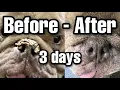 How to fix dry nose Natural Remedy that Really Works