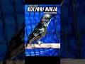 Download Lagu TEMBAKAN SADIS KOLIBRI NINJA INCARAN KICAUMANIA #shorts #short #konin