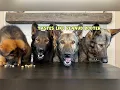 Our Most Popular Food Review s Compilation