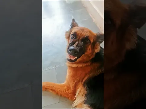 Angry german shepherd showing teeth 😬😰 #shorts