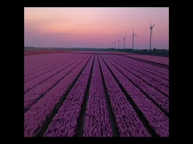 طهروا أرواحكم || د. الشيخ احمد الوائلي (رحمهُ الله)