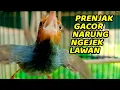 Download Lagu SUARA PIKAT PRENJAK JANTAN BETINA GACOR SAHUT2AN MEMANGGIL LAWAN IKUTAN BUNYI, 100% AMPUH !!!