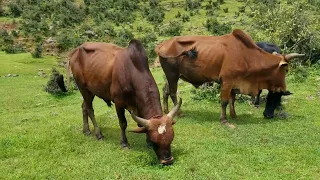 Asnake Asefa Kererto አስናቀ አሰፋ ምርጥ ቀረርቶ Ethiopian Best Amharic Habesha Fukera Horse Kererto 