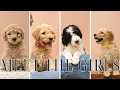 Meet the Girls Ruby x Oreo Litter AKC Standard Poodle Puppies