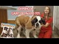 Owning a Saint Bernard What you need to know