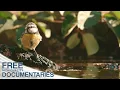 Download Lagu The Hidden Inhabitants of the Sierra Morena