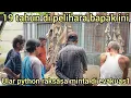 Download Lagu 19 TAHUN DI PELIHARA ULAR PYTHON RAKSASA INI MINTA DI EVAKUAS1 OLEH PEMILIK NYA