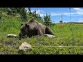 Grinder Coola in Grouse Mountain Resourt BC Canada