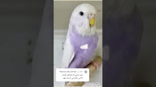 اسماء عصافير تجنن 