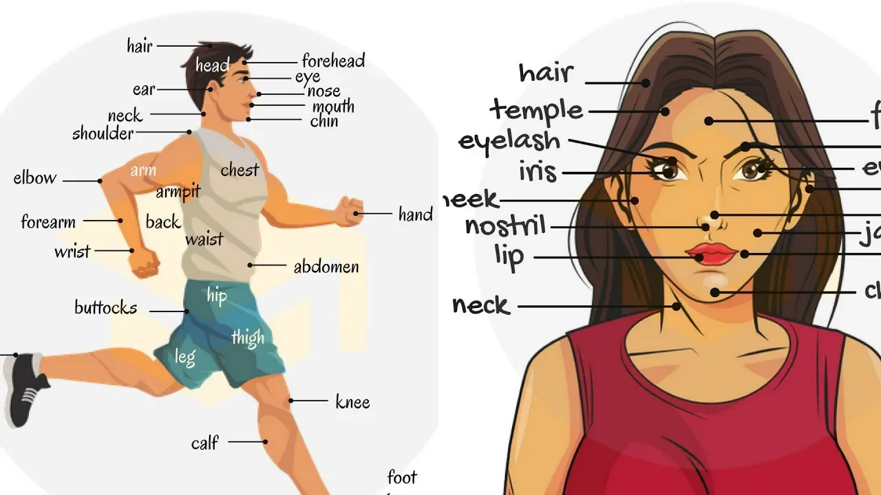 Parts of the Body in English | Human Body Parts Names