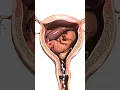 Download Lagu Unborn Baby in Mother’s Womb | Cells Rising \u0026 Developing Inside Womb #pregnancy #unbornbaby #shorts