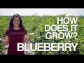 Download Lagu BLUEBERRY | How Does it Grow?