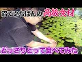 Download Lagu 沼でいちばんの高級食材、どっさりとって食べてみた