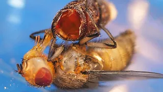 how a maggot turns into a fly metamorphosis