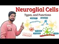 Neuroglial Cells of Nervous System - Types and Function